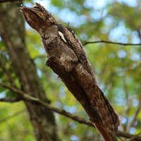 Long-tailed Potoo